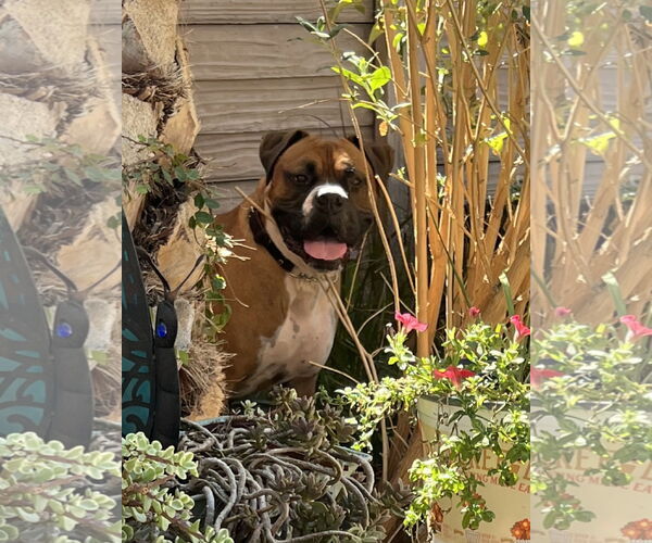 Medium Photo #2 Boxer Puppy For Sale in Costa Mesa , CA, USA