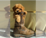 Small Photo #3 Goldendoodle-Poodle (Miniature) Mix Puppy For Sale in NORTH LIBERTY, IN, USA