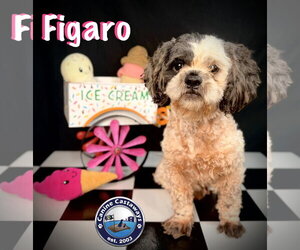 Shih-Poo Dogs for adoption in Arcadia, FL, USA
