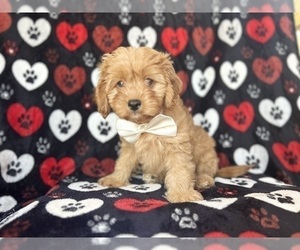 Cavapoo Puppy for sale in LAKELAND, FL, USA