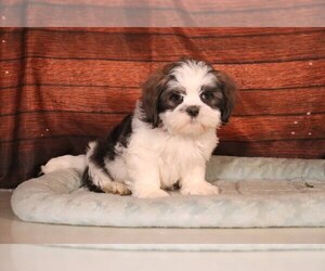 Shih Tzu Puppy for sale in PENNS CREEK, PA, USA