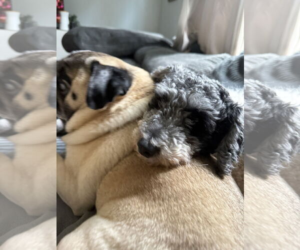 Medium Photo #7 Poodle (Miniature) Puppy For Sale in Wheaton, IL, USA