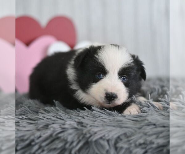 Medium Photo #1 Miniature Australian Shepherd Puppy For Sale in REBERSBURG, PA, USA