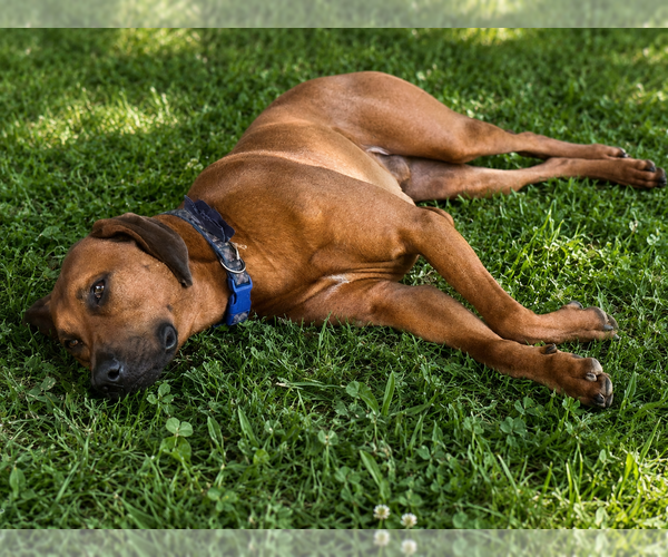 Medium Photo #19 Rhodesian Ridgeback Puppy For Sale in MADISON, GA, USA