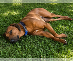 Small #18 Rhodesian Ridgeback