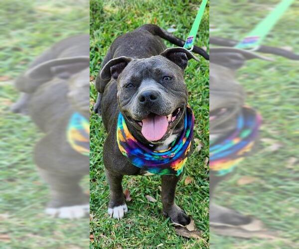 Medium Photo #2 American Pit Bull Terrier Puppy For Sale in Baytown, TX, USA