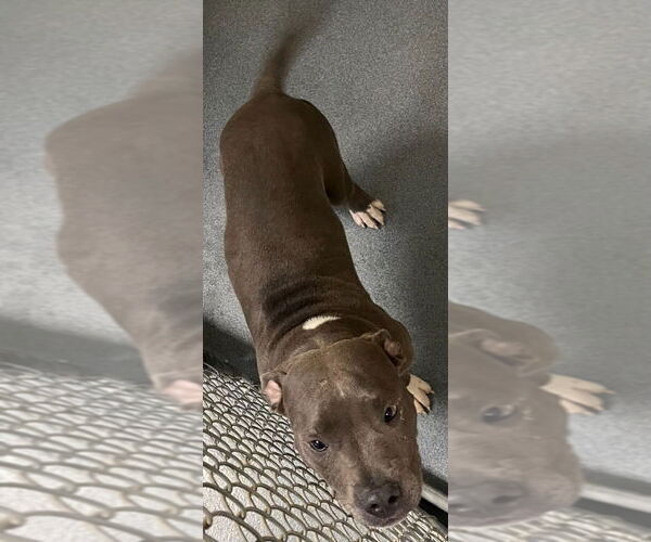 Medium Photo #1 American Pit Bull Terrier Puppy For Sale in Glen Allen, VA, USA