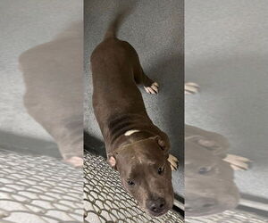 Medium American Pit Bull Terrier
