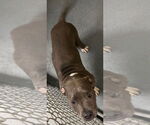 Small American Pit Bull Terrier
