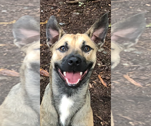 XP Bix - Male Mutt Dog for Adoption - Photo #4