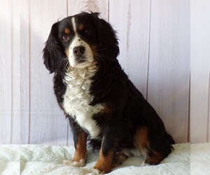 Mother of the Bernese Mountain Dog-Cavalier King Charles Spaniel Mix puppies born on 05/30/2025