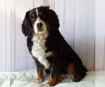 Small Photo #1 Bernese Mountain Dog-Cavalier King Charles Spaniel Mix Puppy For Sale in COATESVILLE, PA, USA