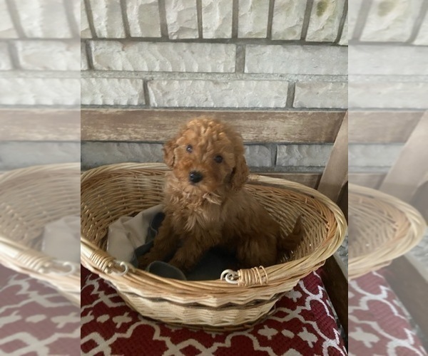 Medium Photo #6 Poodle (Toy) Puppy For Sale in LANSDALE, PA, USA