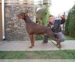 Small Photo #7 Doberman Pinscher Puppy For Sale in BOUCKVILLE, NY, USA