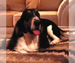 Small Photo #6 Basset Hound Puppy For Sale in Deepwater, NJ, USA