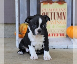 Boston Terrier Puppy for sale in FREDERICKSBG, OH, USA