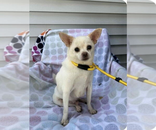 Medium Photo #2 Chihuahua Puppy For Sale in Wheaton, IL, USA