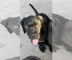 Small #3 Cane Corso