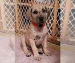 Small Photo #1 Great Dane Puppy For Sale in FAIRMONT, MN, USA