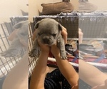 Small Photo #154 French Bulldog Puppy For Sale in CERES, CA, USA