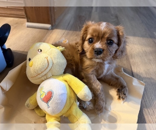 Medium Photo #15 Cavalier King Charles Spaniel Puppy For Sale in KANSAS CITY, MO, USA