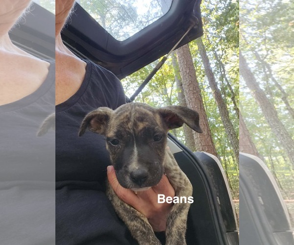 Medium Photo #2 American Staffordshire Terrier-Unknown Mix Puppy For Sale in Holly Springs, NC, USA