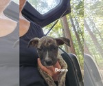 Small Photo #2 American Staffordshire Terrier-Unknown Mix Puppy For Sale in Holly Springs, NC, USA