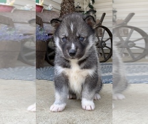 Siberian Husky Puppy for sale in BEAVER, OH, USA