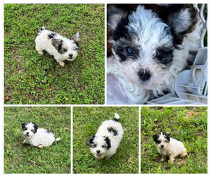 YorkiePoo Puppy for sale in CARTERSVILLE, GA, USA