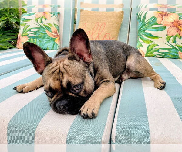 Medium Photo #1 French Bulldog Puppy For Sale in LOUISVILLE, KY, USA