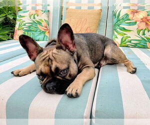 Father of the French Bulldog puppies born on 07/21/2026