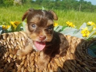 Yorkshire Terrier Puppy for sale in FARMINGTON, MO, USA
