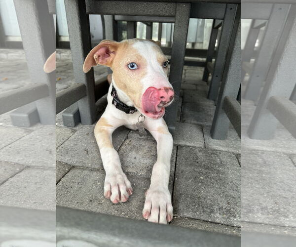 Medium Photo #14 Catahoula Leopard Dog-Unknown Mix Puppy For Sale in Sanford, FL, USA