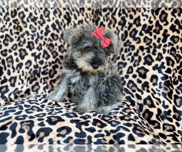 Medium Photo #9 Schnauzer (Miniature) Puppy For Sale in LAKELAND, FL, USA