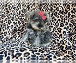 Small #8 Schnauzer (Miniature)