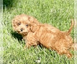 Small #3 Cavapoo (Miniature)