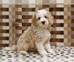Small #4 Bernedoodle (Miniature)