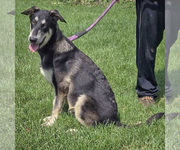 Medium Photo #5 German Shepherd Dog-Huskies  Mix Puppy For Sale in Huntley, IL, USA