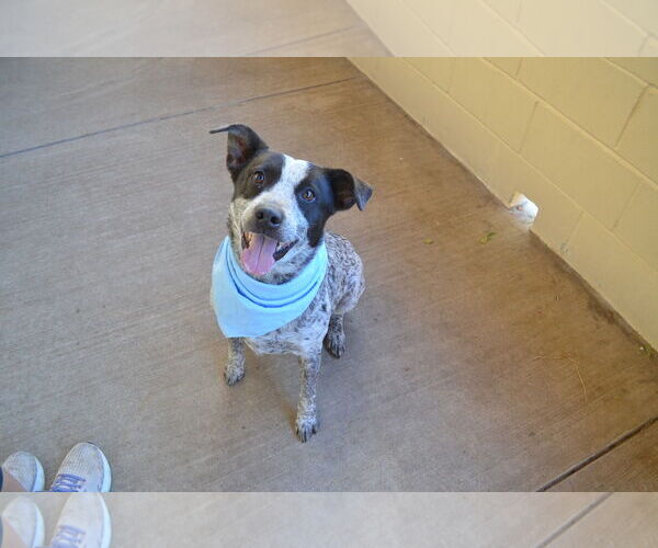 Medium Photo #3 Mutt Puppy For Sale in McKinney, TX, USA