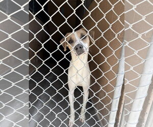 Jack Russell Terrier-Unknown Mix Dogs for adoption in Las Vegas, NM, USA