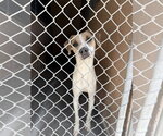 Small Jack Russell Terrier Mix