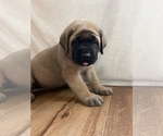 Small #5 Mastiff