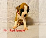 Small #8 Boxer