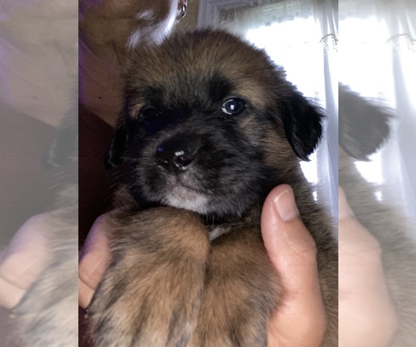 Medium Photo #22 Saint Berdoodle-Saint Bernard Mix Puppy For Sale in BEAVER FALLS, PA, USA