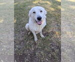 Small #6 Great Pyrenees