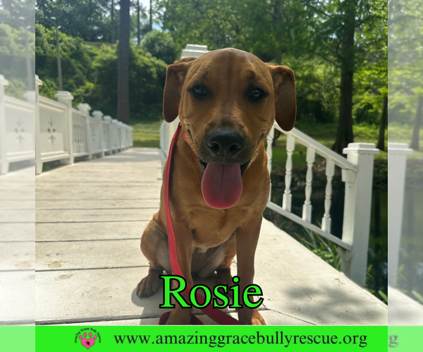 Medium Photo #7 Mutt Puppy For Sale in Pensacola, FL, USA