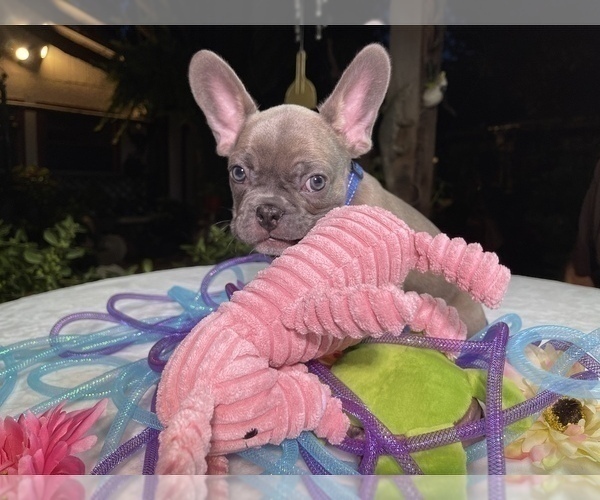 Medium Photo #5 French Bulldog Puppy For Sale in CEDAR HILL, TX, USA