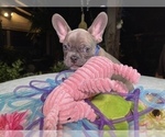 Small Photo #5 French Bulldog Puppy For Sale in CEDAR HILL, TX, USA