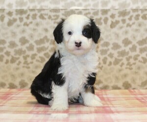 Miniature Bernedoodle Puppy for sale in DENVER, PA, USA