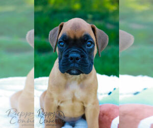 Boxer Puppy for sale in SHIPSHEWANA, IN, USA
